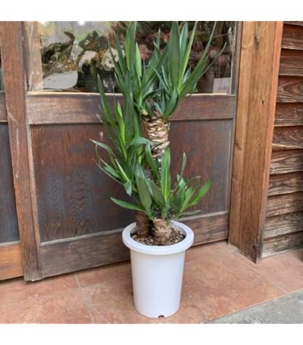 Amazon.co.jp: 現物 ユッカ シルバーアニバーサリー 9号 80cm Yucca
